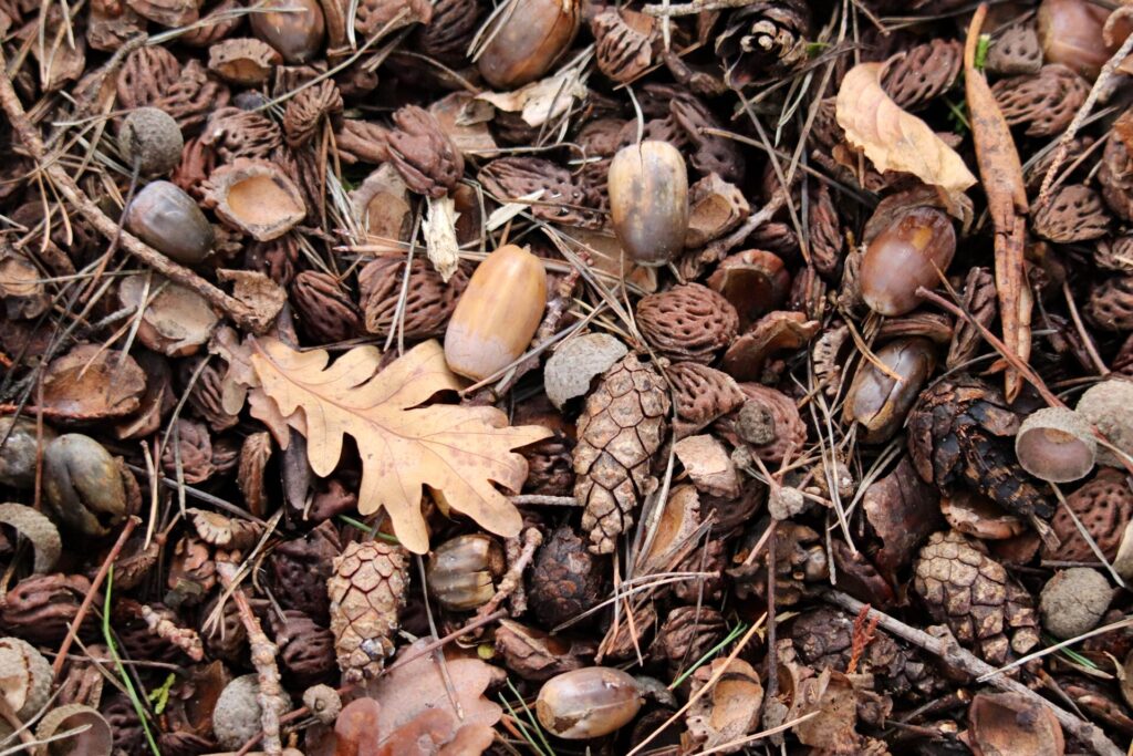 biodiversidad