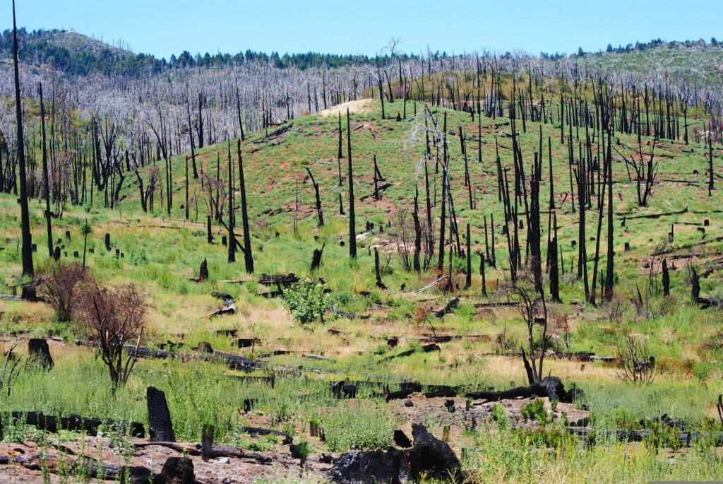 bosque joven