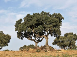 alzina