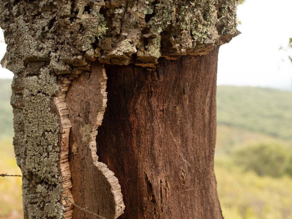 escorça alzina