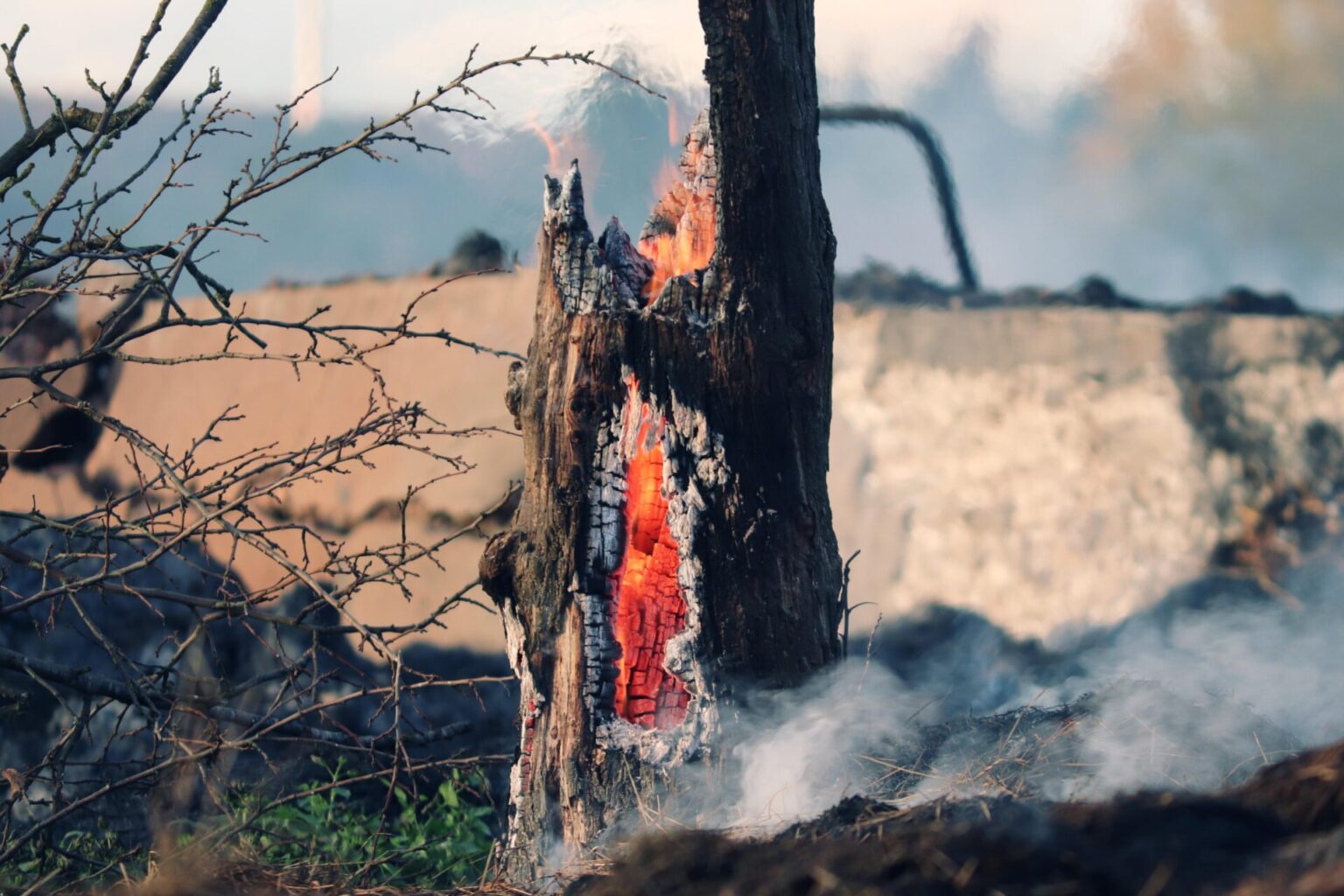 Com afecten els incendis forestals als boscos